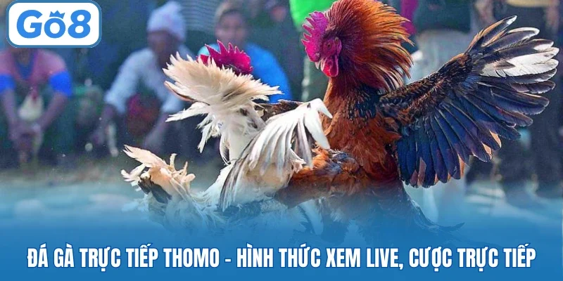 đá gà trực tiếp thomo